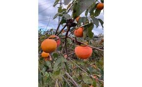 富有柿　7kg　家庭用　（S～４Lサイズ） CC48