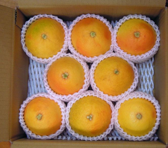 美浜町産グレープフルーツ（スタールビー）ご家庭用　6-8玉（約2.2kg）　※2026年5月上旬〜7月上旬頃に順次発送予定