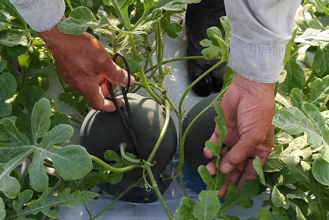 【令和8年度出荷分】BE275 黒小玉スイカ「ひとりじめBonBon」 5kg(1.7kg以上×2~3玉) ～名水百選の里 島原産～ [ Bunkou Farms 島原 合同会社 島原市 BE275 ]