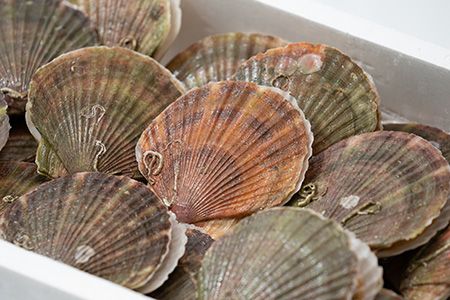 日本一のホタテの村からお届けする天然新鮮ホタテ（3kg）【0401802】