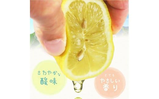 秀品　紀州有田産レモン　2.5kg【2025年3月上旬以降発送】【先行予約】【UT45】XF91085