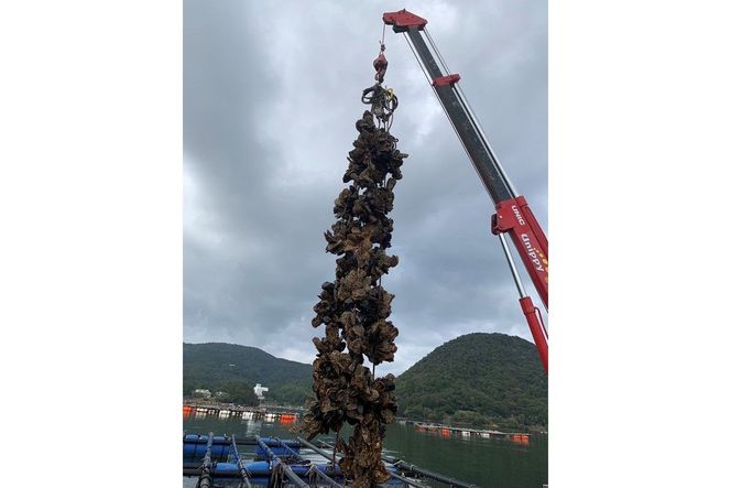 【先行予約】京都・京丹後産　鮮度抜群！濃厚肉厚岩牡蠣（生食用）8個入り（個別包装・冷凍）　AH00002