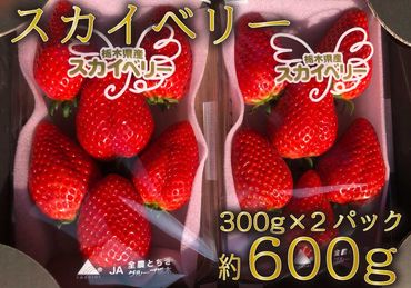 [先行予約] 朝採りスカイベリー 300g×2パック [12月上旬より順次発送予定]｜いちご イチゴ 苺 フルーツ 果物 産地直送 矢板市産 栃木県産 [0328]