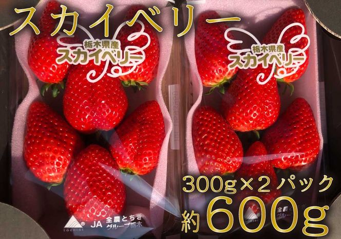 先行予約] 朝採りスカイベリー 300g×2パック [12月上旬より順次発送予定]｜いちご イチゴ 苺 フルーツ 果物 産地直送 矢板市産 栃木県産  [0328]（栃木県矢板市） | ふるさと納税サイト「ふるさとプレミアム」