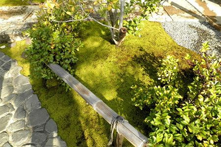 D-25 スナゴケで庭園緑化１㎡