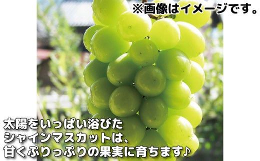 シャインマスカット 約3kg（約4～9房）《黒岩果樹園》■2024年発送■※9月上旬頃～11月上旬頃まで順次発送予定