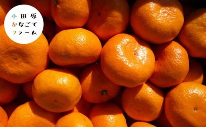 おひるねみかんサイダー　340ml　30本