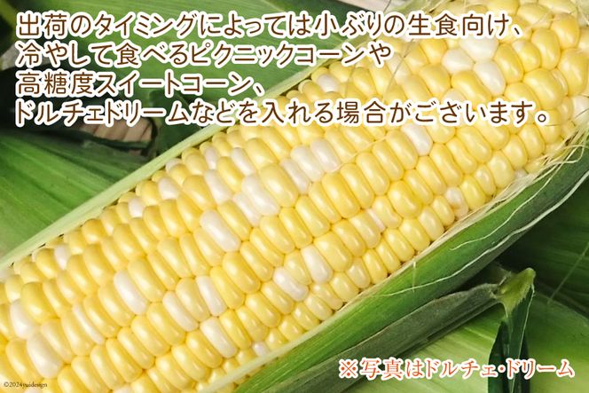 【期間限定発送】【糖度平均18度以上】とうもろこし 朝どれミラクルスイートコーン「味来」5kg箱 10～13本 [桑高農園 静岡県 吉田町 22424254] コーン トウモロコシ スイートコーン 朝採り 朝採れ 甘い