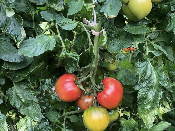 トマト農家が作った完熟トマトソース『ケチャップ３本セット』 ～山口トマト園からトマト好きに送るこだわりの逸品～