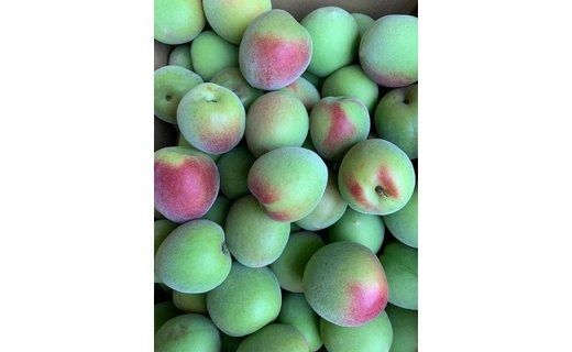 南高梅　Lサイズ　5kg　マルシ農園 CC53