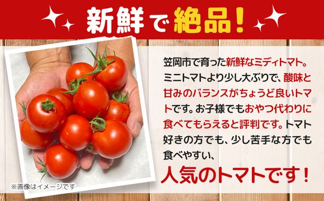 笠岡産ミディトマト2.4kg（数量限定）トマト フルーツトマト 中玉 原田農園《45日以内に出荷予定(土日祝除く)》 岡山県 笠岡市 岡山県産 トマト 野菜 笠岡市産---A-233---