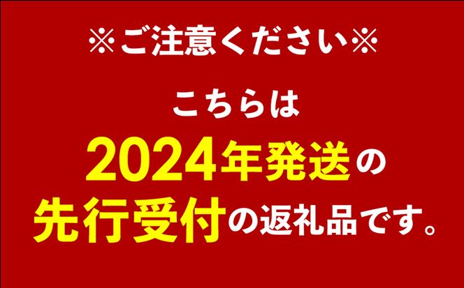【先行受付】【2024年発送】JAマートぐしちゃんの産直アップルマンゴー約1.5kg【優品・化粧箱】