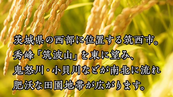 茨城県 筑西市産 コシヒカリ 15kg （ 5kg × 3袋 ） 三ツ星 マイスター 米 コメ こしひかり 単一米 精米  [CH013ci]