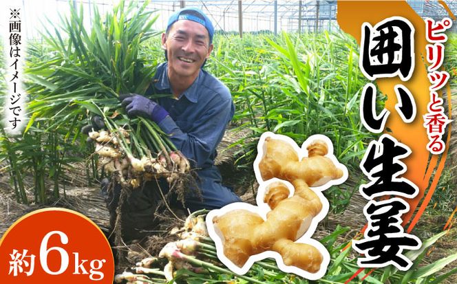 y茧쓇szy2026N1?z͂I  6kg / VEK 쓇s / ӂ͂t@[ [SBS014]