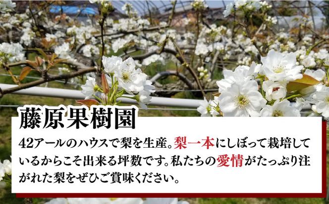 【2025年7月〜発送】 【4回 定期便 ！南島原の 梨 を 食べ比べ ！】幸水 豊水 二十世紀 新高 / 梨 なし フルーツ フルーツ定期便 / 南島原市 / 藤原果樹園 [SBV005]