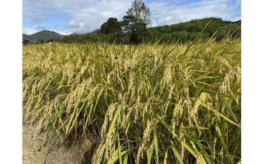 D030 あいお（秋穂）で育ったお米　にこまる　無洗米10kg
