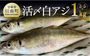 日向灘獲れ！活〆白アジ１kg 　魚 魚介類 [C04406]