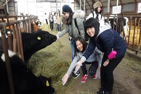 950.乳しぼり体験と牛へのエサやり、トラクター周遊２名様分（ペアチケット）