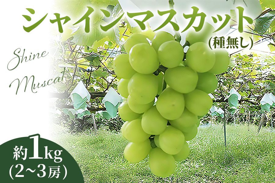 [2026年8月下旬以降お届け] シャインマスカット 1kg|ぶどう 果物 フルーツ スイーツ 直送 贈答 プレゼント [0356]