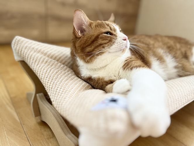 【オーガニックコットンカバー付き】リアルダウン入りプレミアムハンモック 1年中使いやすい ペットベッド 羽毛クッション カバー ２枚入り H162-036