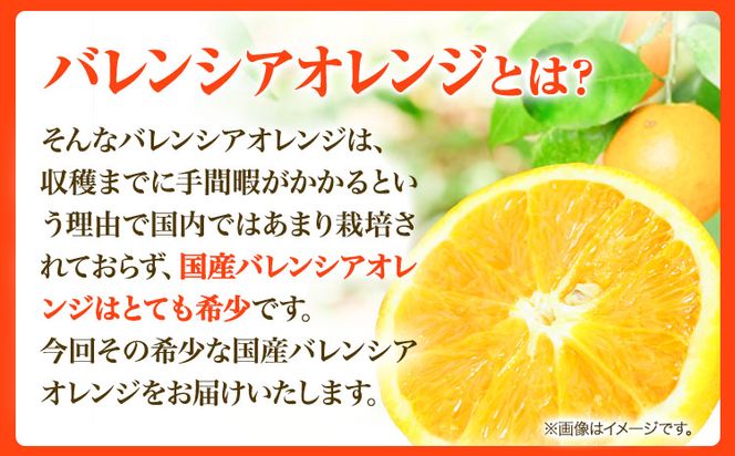 【ご家庭用訳あり】【先行予約】希少な国産バレンシアオレンジ 約7kg 株式会社魚鶴商店《2025年6月下旬-7月上旬出荷》和歌山県 日高町---wsh_uot51_6g7j_24_16000_7kg---