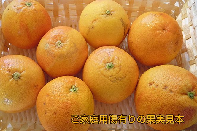 美浜町産グレープフルーツ（スタールビー）　ご家庭用　傷あり　約10kg 　※2026年5月上旬〜7月上旬頃に順次発送予定