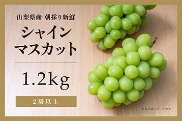 【✩先行予約✩2024年/令和6年発送分】山梨県産朝採り新鮮シャインマスカット 1.2kg　BI-5