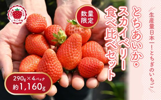 [数量限定]いちご厳選!さくら市産 とちあいか・スカイベリー食べ比べセット(290g×4パック) | 先行予約 栃木県 果物 くだもの フルーツ 苺 イチゴ ※2026年1月中旬〜3月下旬頃に順次発送予定
