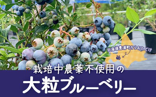 【定期便3カ月】北海道 豊浦町産 冷凍 ブルーベリー 1kg 栽培期間中農薬不使用 TYUS008