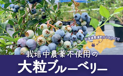 冷凍ブルーベリー 8キロ yuya様向け （冷凍ブルーベリー(カナダ