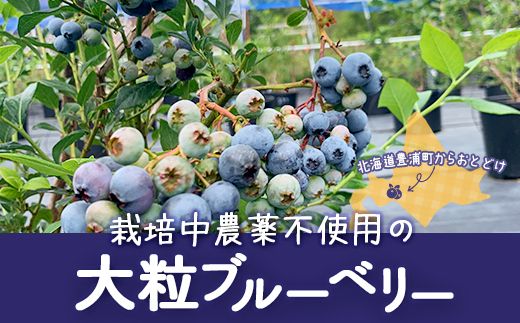 【定期便6カ月】北海道 豊浦町産 冷凍 ブルーベリー 1kg 栽培期間中農薬不使用 TYUS013