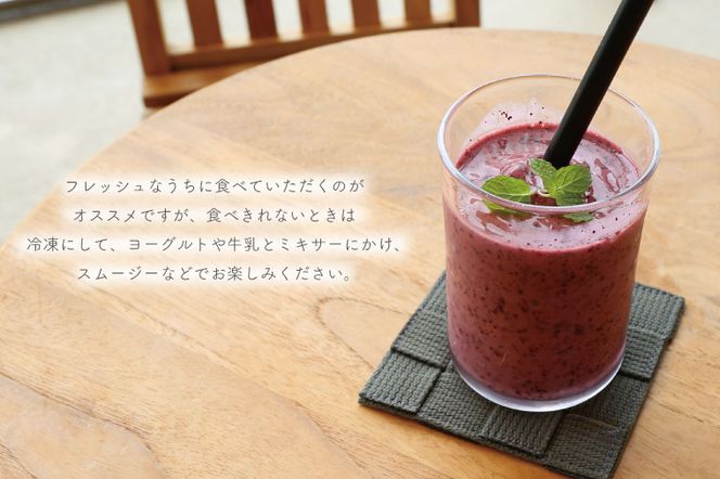 ＼数量限定／ 【先行予約】益子町産 フレッシュブルーベリー 1.2kg (300g×4パック) | ブルーベリー  順次発送 フルーツ 新鮮 旬 期間限定  ハイブッシュ系 大粒 ジューシー スムージー (AA019-1)
