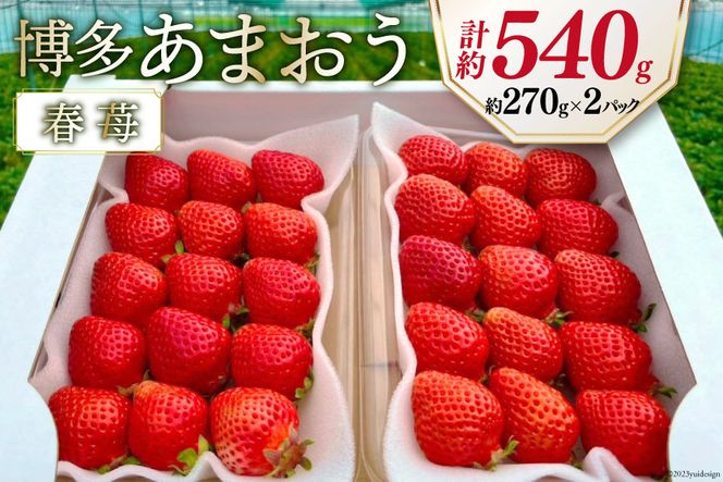 福岡県産 冷凍苺 あまおう ジャム用 10kg - 果物