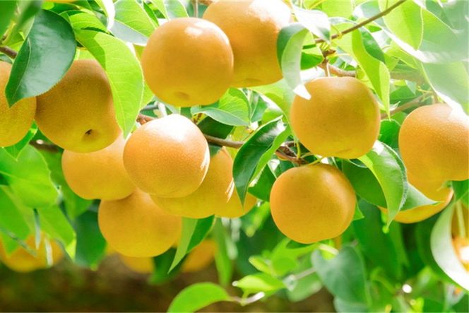 【先行予約】甘～ぃ！ジューシー！！晩生梨の代表 京丹後産 新興梨 3kg（4～9玉）（2026年9月下旬～発送）　国産 期間限定 デザート ふるさと 納税 梨 なし ナシ ふるさと 納税 先行予約 期間限定 ふるさと 納税 フルーツ くだもの 果物 赤梨　YK00711