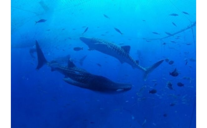 「みんなで育てるジンベエザメ」育成寄付（ジンベエザメグラスボート乗船券1枚付き）