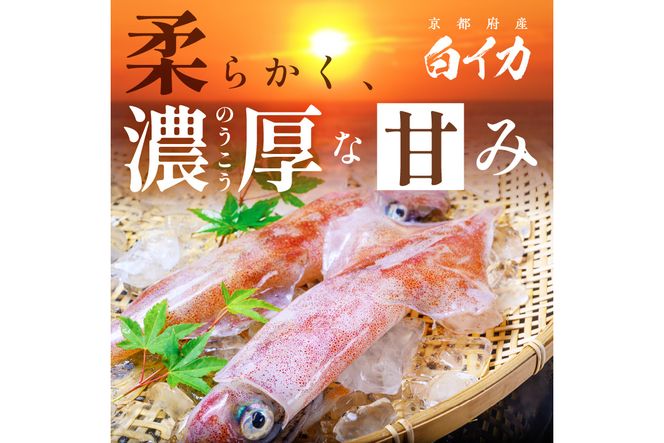 BBQに最適！　白イカ（ケンサキイカ）　調理済み　正味1K入り（4～8匹）　※小分け真空包装　UO01058