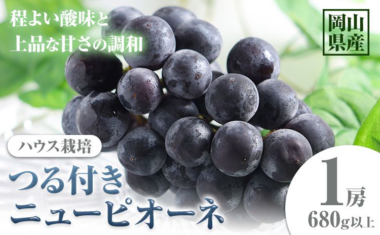 [先行予約] 岡山県産 つる付きニューピオーネ 1房 680g以上 ハウス栽培 葡萄 果物 厳選出荷 スイーツ フルーツ デザート 岡山県矢掛町[7月上旬-8月下旬頃に出荷予定(土日祝除く)] 種なしぶどう [配送不可地域あり]---osy_chbf18_ak7_25_17500_1---