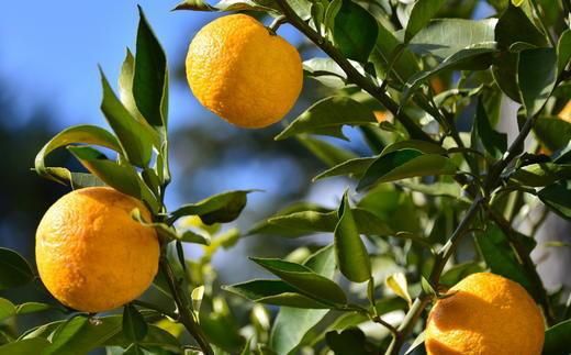 訳あり品］有田産のじゃばら果実約3kg   BZ109 