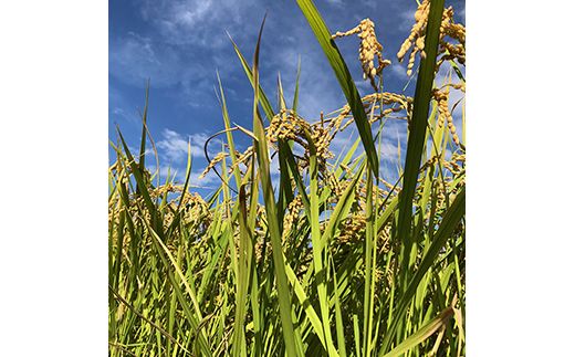 【令和7年度米】【先行予約】農家直送「 富富富 」10kg（玄米）｜富山米 ふふふ　※北海道・沖縄・離島への配送不可