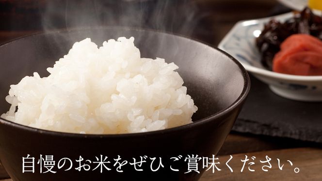 茨城県 筑西市産 コシヒカリ 15kg （ 5kg × 3袋 ） 三ツ星 マイスター 米 コメ こしひかり 単一米 精米  [CH013ci]