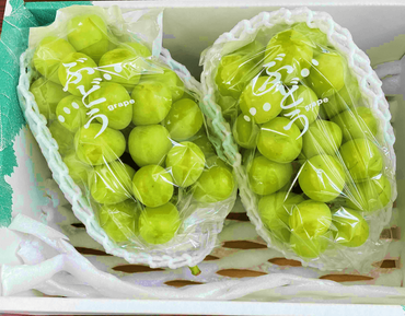 【先行予約】2024年発送 農家さんのこだわり シャインマスカット(1.2kg-1.5kg) 大粒 産地直送 フルーツ ブドウ ぶどう 山梨 [B6902]