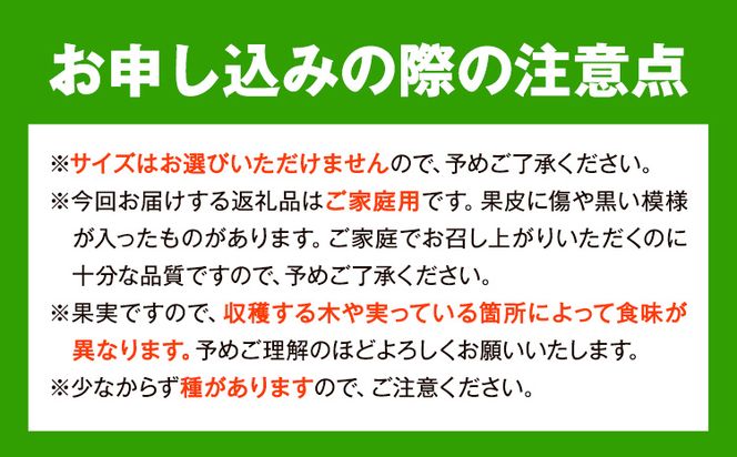 大玉】和歌山県産 はるみ 約 5kg (3L～5Lサイズおまかせ・ご家庭用