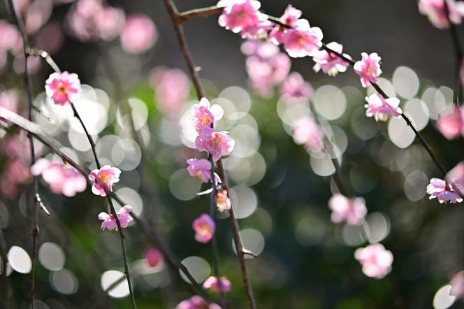 SIGMA 56mm F1.4 DC DN | Contemporary【ニコンZマウント】