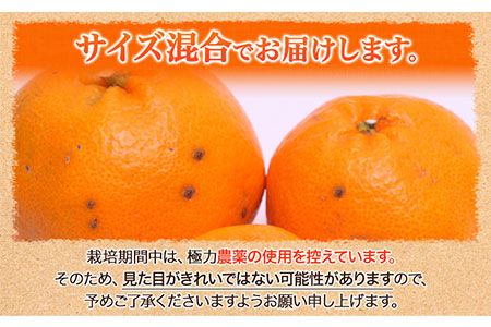 みかん はるみ ご家庭用 2.5kg+250g 傷み補償分 サイズ混合 池田鹿蔵農園@日高町《2月上旬-3月末頃出荷》和歌山県 日高町 フルーツ 果物 柑橘 希少品種 送料無料 訳あり【配送不可地域あり】---wsh_idn328_2j3m_25_10000_2500g---
