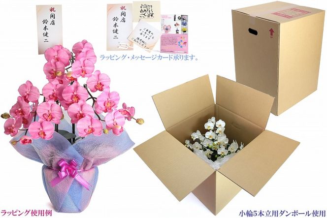 綺麗で丈夫な三河陶器で贈る光触媒胡蝶蘭小輪５本立（白の陶器×白色の花）H100-078