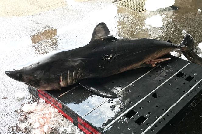 【新潟銘酒能鷹使用】鮫の清酒づけ 26g×2袋 [西沢珍味販売 宮城県 気仙沼市 20563550] 魚介 魚貝 菓子 おつまみ 鮫 さめ サメ 清酒づけ