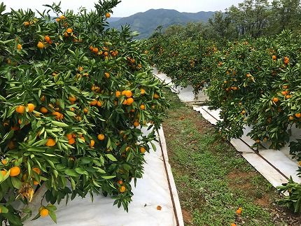 極早生 有田 みかん 化粧箱 小箱 特秀 小玉 SS サイズ 30玉入 南泰園 和歌山 有田みかん BS609