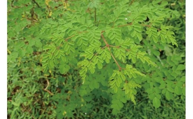 奇跡の植物＜モリンガ＞タブレット（2個セット） ☆ 読谷村産 沖縄 お手軽 持ち運び便利 栄養満点 スーパーフード