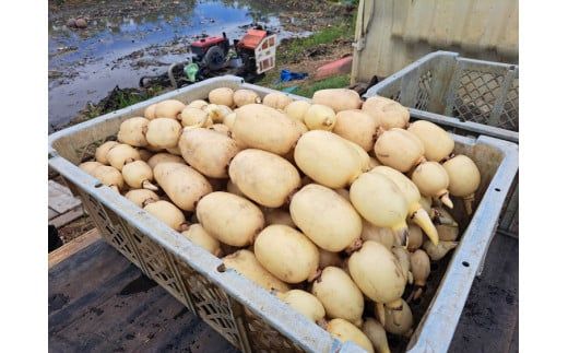 レンコン 4kg◇ ｜ 収穫仕立て 産地直送 れんこん 蓮根 蓮 甘み シャキシャキ 茨城県 土浦市産 ※離島への配送不可