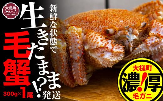 [令和8年発送]三陸産!活毛ガニ 300g相当×1〜100杯[2026年2月〜4月発送][配送日指定不可][0tsuchi01297][08]